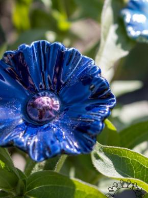 Búzavirág - Kék